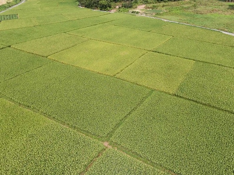 1657179083109150.jpg 水稻種植圖.jpg